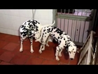 Tùng Lộc Pet - Phối giống chó Đốm: Buu vs Zen và Queen, Tháng 8/2014