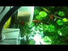 Arduino Auto Fish Feeding Machine