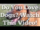 Love Puppies & Dogs? Watch This Dog Rescue Video!