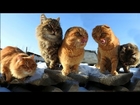 #Koshlandia, Siberian Farm cats Зима в Кошляндии Winter in Koshlandia