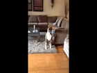 Dog howls at smoke alarm