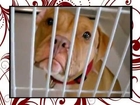 Thank You For Life !!! Texas 2011-2012 --- Almost 3000 Dogs Saved (90%)